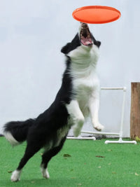 Chew-Resistant Flying Disc for Dogs & Cats — photo 6