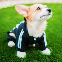 Cozy Winter Jumpsuit for Small Dogs — photo 2