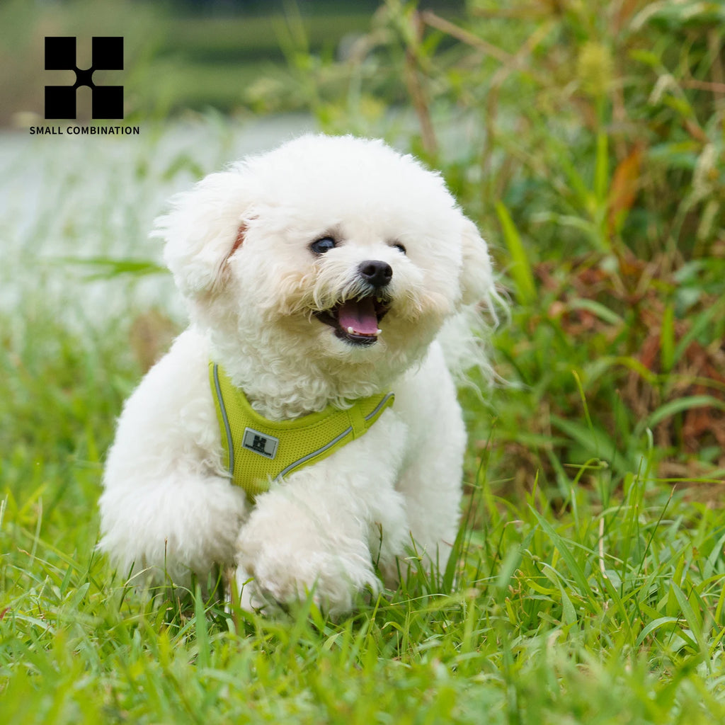 Dog wearing reflective harness