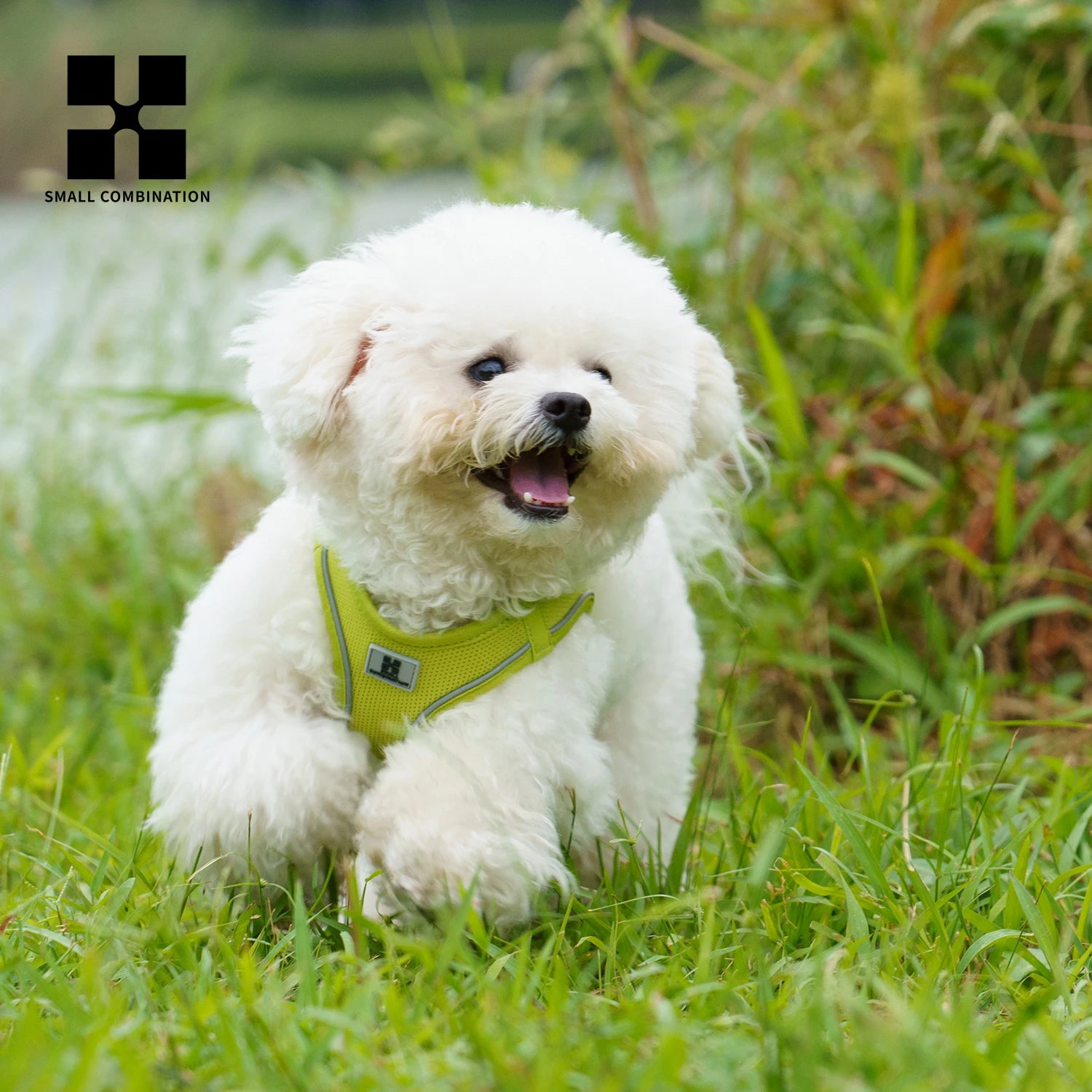 Dog wearing reflective harness